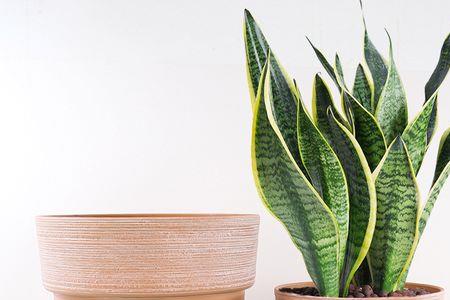 塑料花盆适合栽哪些花