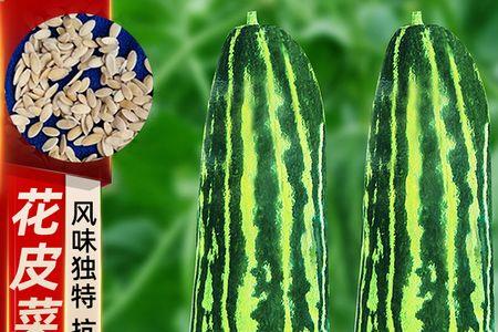 花皮菜瓜几月份种最佳