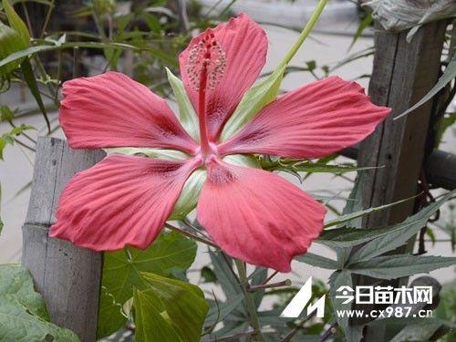 箭花别名