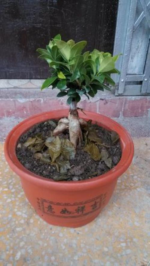 用河沙种榕树可以吗