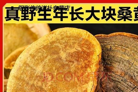 野生桑黄在家怎么切