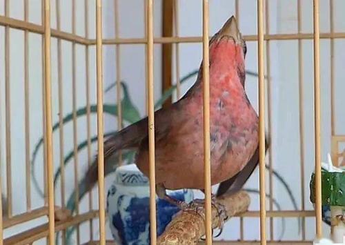 青麻料鸟头小是公鸟怎么分公母