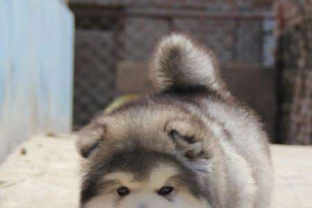 成犬的阿拉斯加大还是高加索大