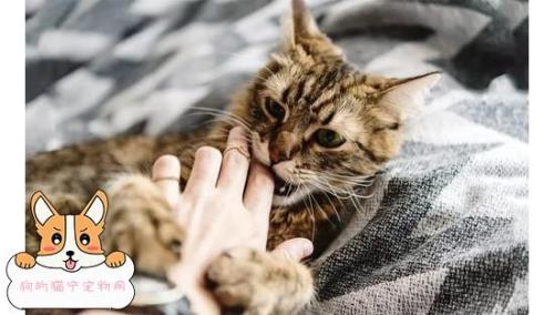 猫咬手什么意思