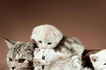 小猫的妈妈叫什么名字