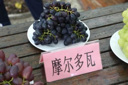 洪门葡萄哪家最好吃