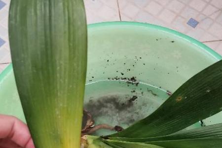 生根水一次用多少