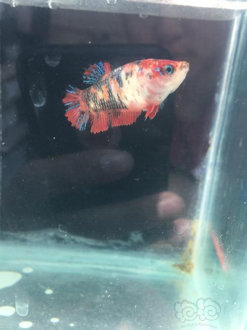泰国斗鱼生完卵后要喂食吗