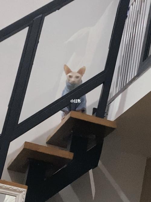 猫更喜欢上楼还是下楼
