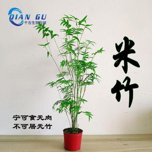米竹什么意思