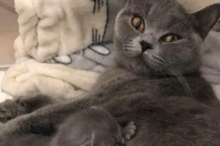 蓝猫多少天可以出窝了