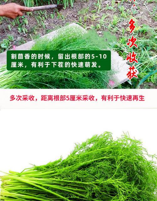 茴香耐寒多少度