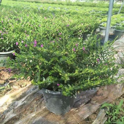萼距花小苗刚买回来怎么栽种