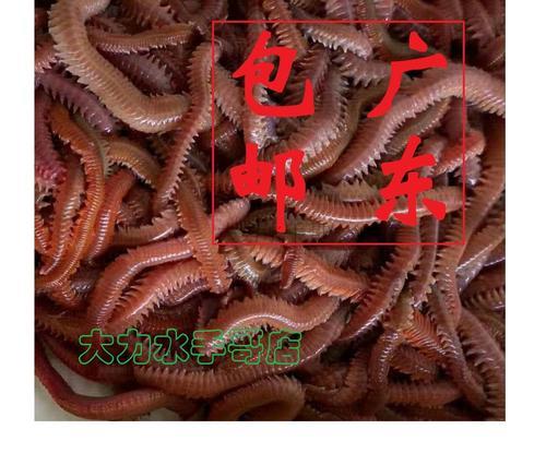 海赤虫与海红虫区别