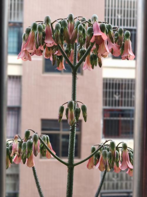 落地生根开花有几种颜色