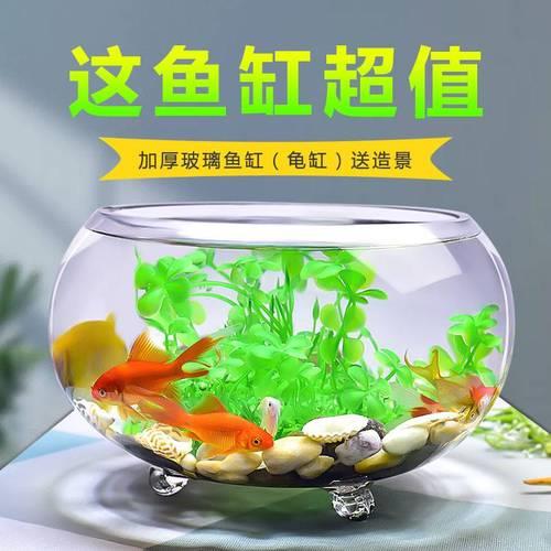 金鱼贴鱼缸壁舔怎么了