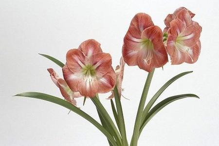 朱顶红一棵茎上几朵花