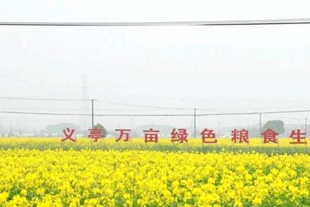蔬菜属于非粮化吗