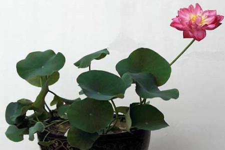 怎么养莲花最好