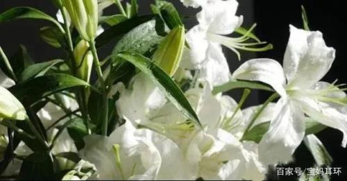 夏天百合花能晒吗