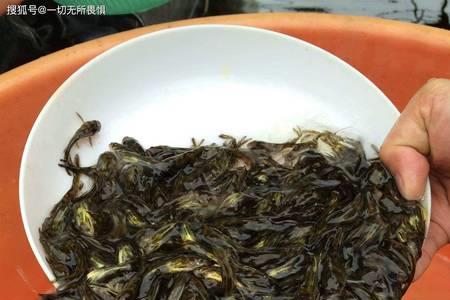 黄骨鱼越大越贵吗