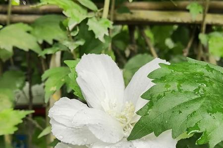 什么可以用洁白形容