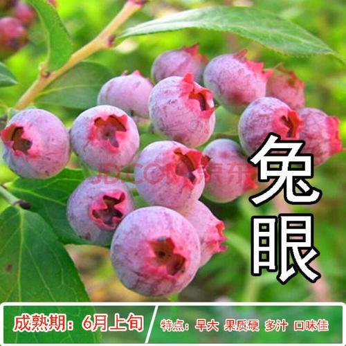 兔眼蓝莓多少年能长到三米