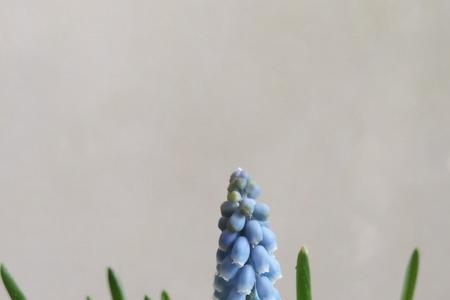 风信子复花性很差吗