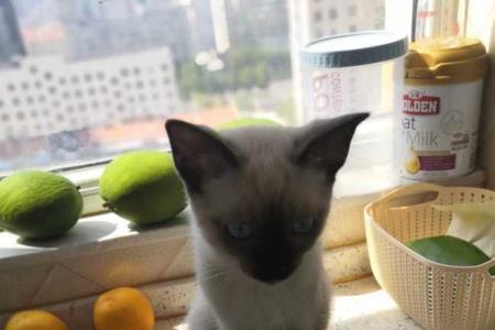 大猫能和什么混养