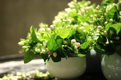 乔迁新居送茉莉好不好