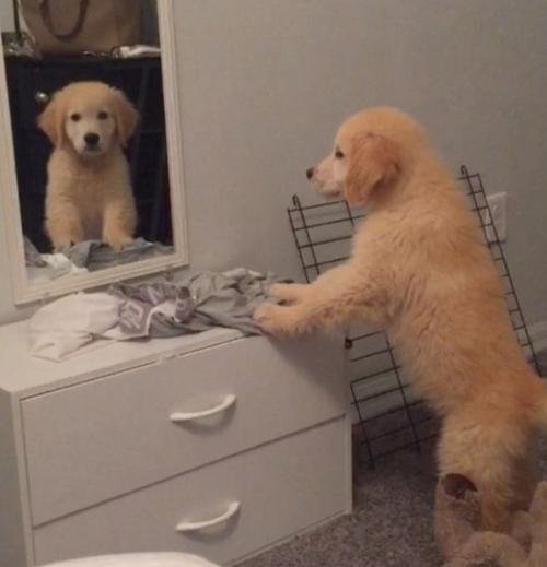 狗为什么在镜子里看不到自己