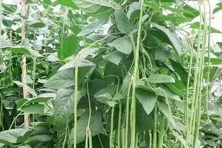 入伏后还能种黄瓜豆角吗