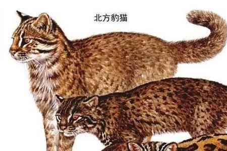 铁狸子有白色的吗