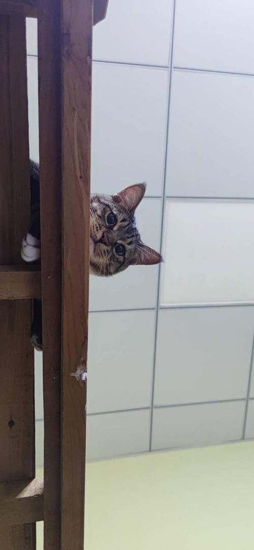 养猫需要搬走镜子吗