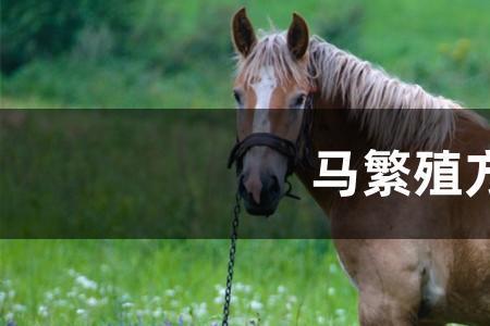 马的自然生育介绍