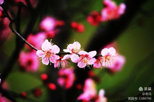 年年岁岁花常在
