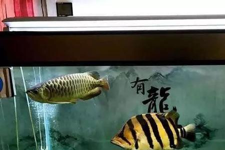 魟鱼混养抢不到食怎么办