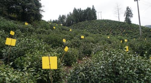 一万斤茶利润有多少