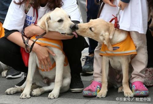 导盲犬真的100%不咬人吗