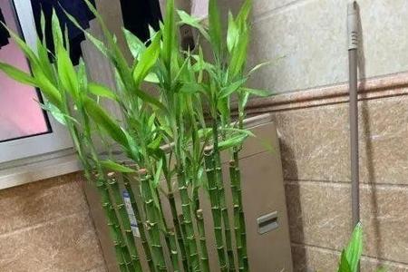 富贵竹养得旺盛代表什么