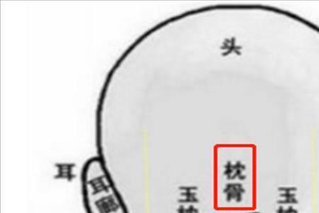 历史上后脑勺有枕骨的名人