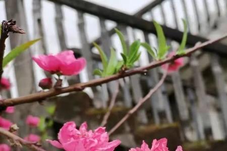 等闲若得春风顾什么意思
