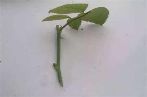 冬天扦插蔷薇100%成活的方法