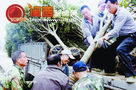 正月砍树好吗