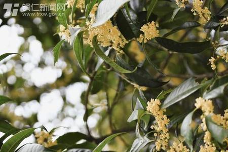20年金桂花能长多大