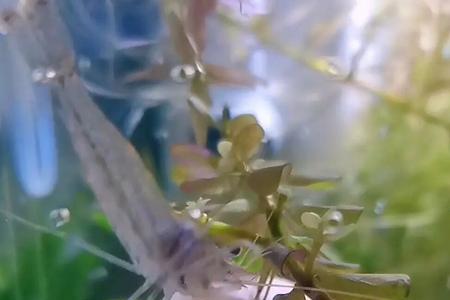 大眼贼能放鱼缸吗