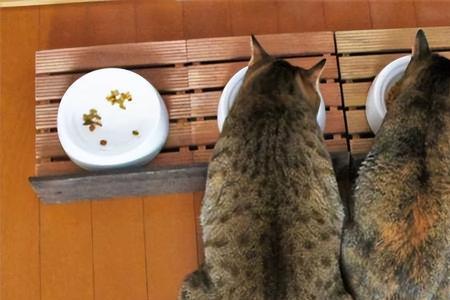 母狸花猫名字