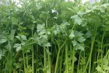 割芹菜什么意思