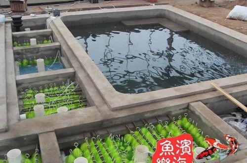 1平方鱼池能养几条鲤鱼