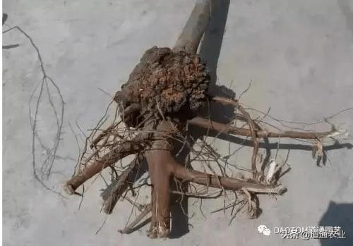 果树根多大